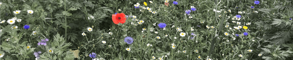 Meadow flowers of all shapes, sizes and colours, just as diverse as the people who come and see me, who want to be treated as individuals.