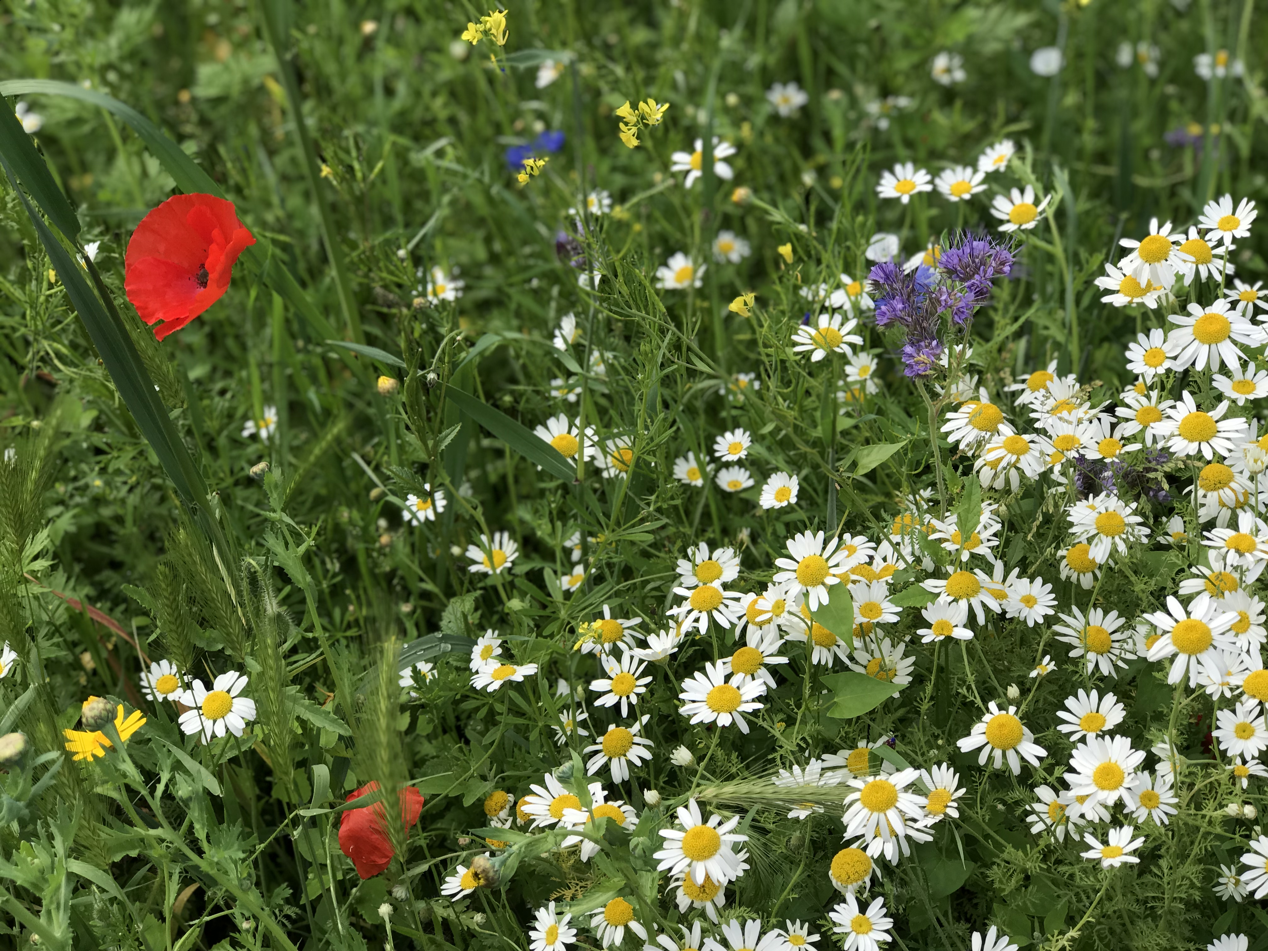 meadowflowers in our local park